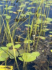 Sagittaria rigida
