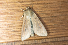 Mythimna unipuncta