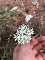 Allium tuberosum