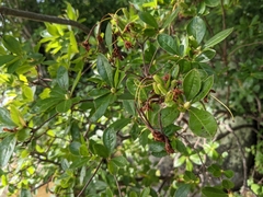 Rhododendron viscosum