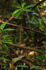 Microchilus familiaris