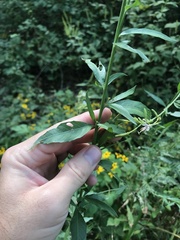 Oenothera filiformis