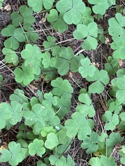 Oxalis oregana