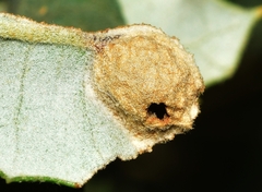 Plagiotrochus australis