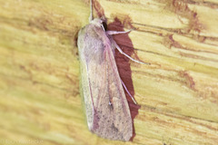Mythimna unipuncta