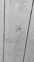 Dicranopalpus ramosus