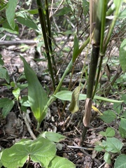 Dichromanthus cinnabarinus
