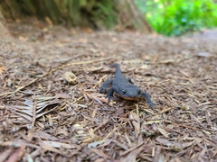Taricha granulosa