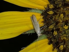 Homoeosoma electella