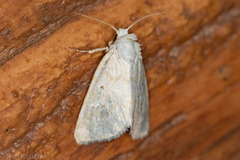Lythrodes tripuncta