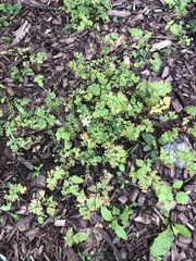 Geranium robertianum