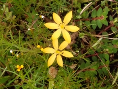 Sisyrinchium