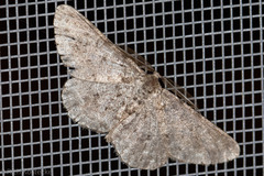 Stenoporpia margueritae