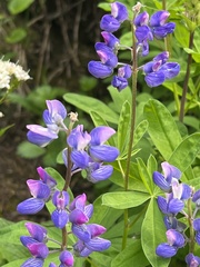 Lupinus arcticus