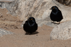 Onychognathus nabouroup