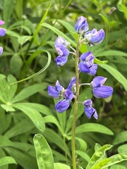 Lupinus arcticus