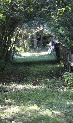 Eastern Cottontail photographed in Michigan