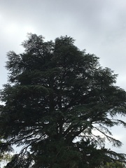 Cedrus libani