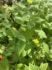 Erythranthe moschata