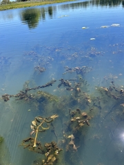 Potamogeton illinoensis