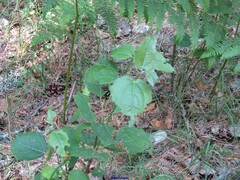 Populus tremula