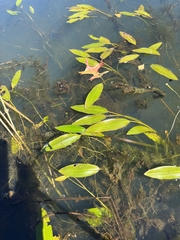 Potamogeton nodosus
