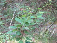 Populus tremula
