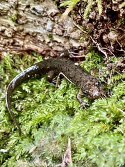 Desmognathus conanti