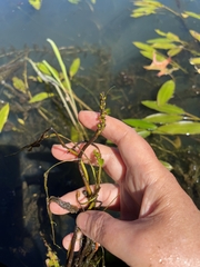 Potamogeton nodosus