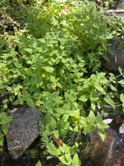 Erythranthe moschata