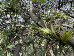 Tillandsia achyrostachys