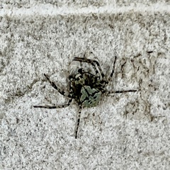 Philodromus margaritatus
