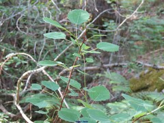 Populus tremula