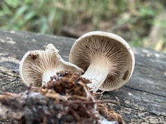 Entoloma abortivum