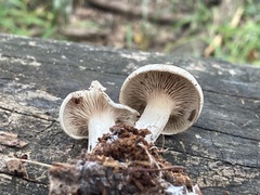 Entoloma abortivum