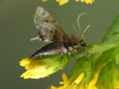 Chrysoperla rufilabris