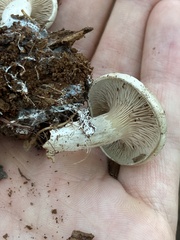 Entoloma abortivum