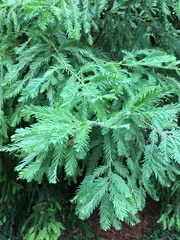 Sequoia sempervirens