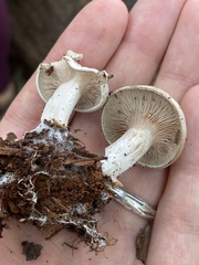 Entoloma abortivum