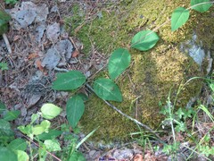 Galium rotundifolium