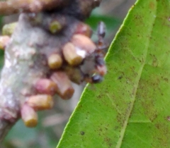 Pseudomyrmex gracilis