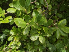 Rhododendron viscosum