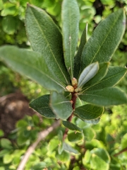 Rhododendron viscosum