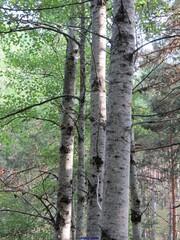 Populus tremula