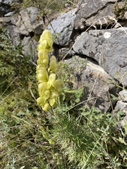 Aconitum anthora