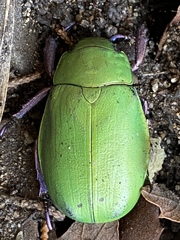 Chrysina beyeri