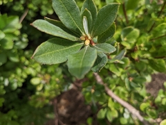 Rhododendron viscosum