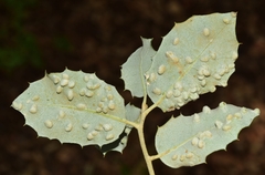 Dryomyia lichtensteinii