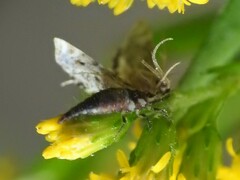 Chrysoperla rufilabris