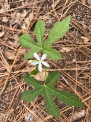 Cnidoscolus stimulosus